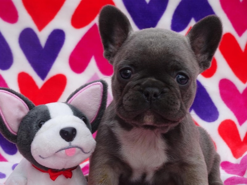 French bulldog puppies available for new homes