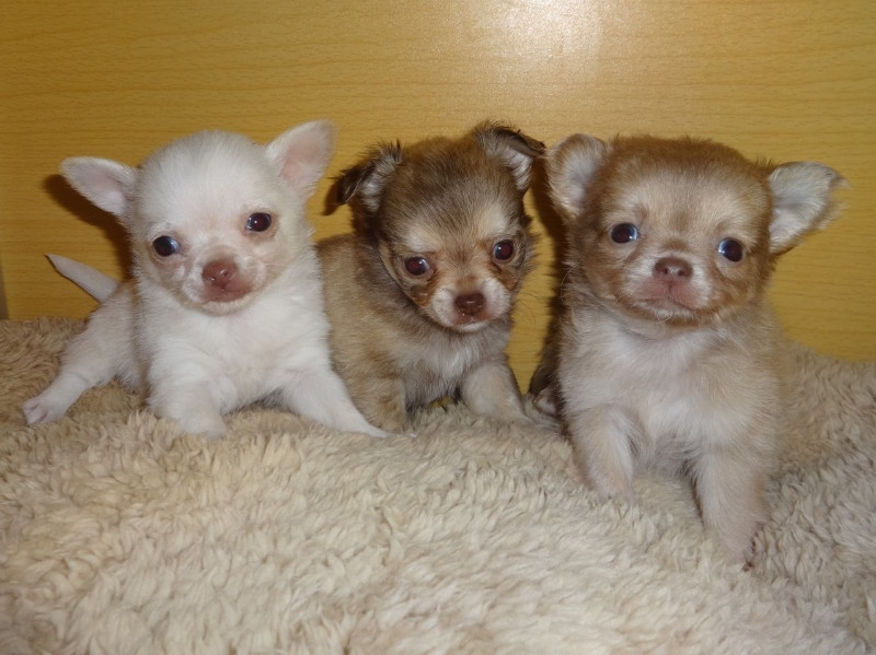 Ready Kc Long Coat Tiny Tiny Chihuahua Puppies